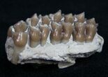 Oligocene Ruminant (Leptomeryx) Jaw Section #10574-1